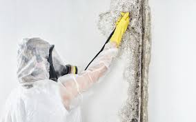 Why You Should Choose Our Mold Remediation Services in Madison, GA